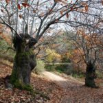 Bosque de castaños en Las Médulas en León
