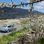 Cerezos en flor en el Valle del Jerte en Extremadura