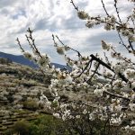 Cerezos en flor en el Valle del Jerte en Extremadura