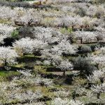 Valle del Jerte en Extremadura durante la floración de los cerezos