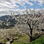 Valle del Jerte en Extremadura durante la floración de los cerezos