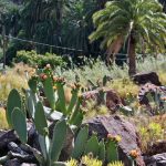 Chumberas en palmeral del oasis de Arteara en Gran Canaria