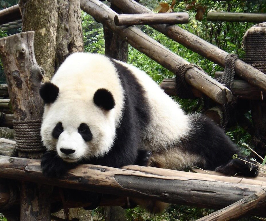 fotos chengdu osos panda gigantes 001