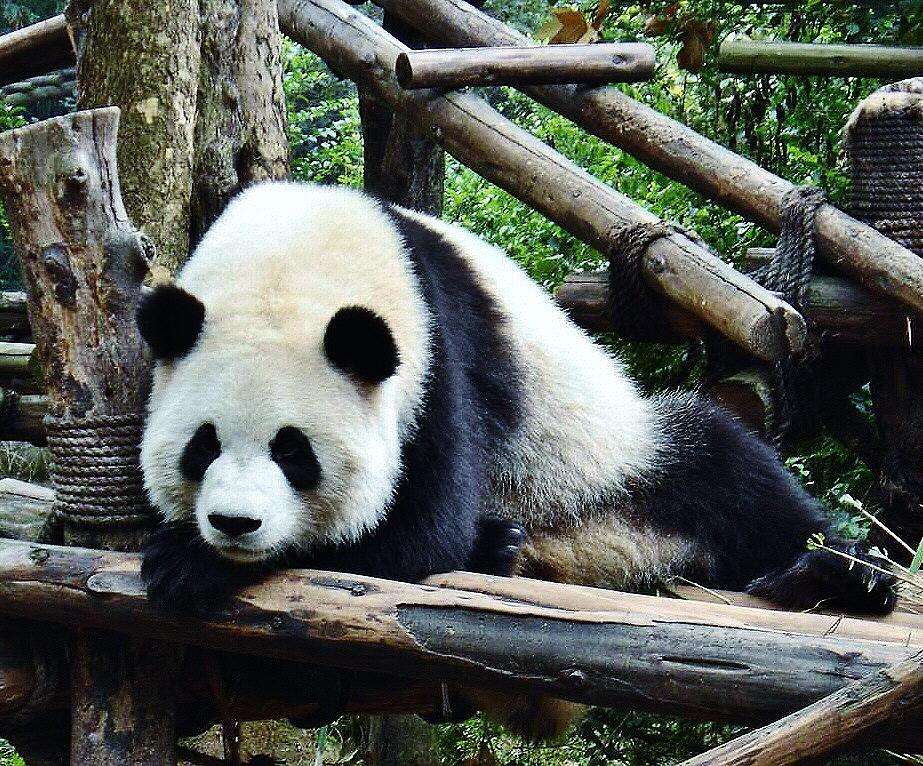 Centro de Conservación de osos panda gigantes en Chengdu en China
