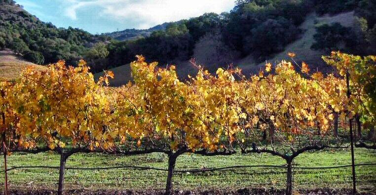 Paisajes de viñedos en el Valle de Napa cerca de San Francisco en California