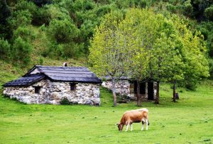 Brañagallones en el parque de Redes en Asturias