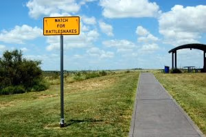 Advarsel om klapperslange på ruten mellom Dallas og Amarillo i Texas