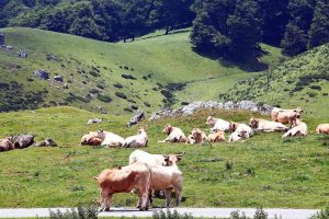 Paisajes de los montes Irati en los Pirineos de Navarra