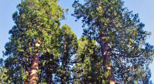 Secuoyas gigantes en Mariposa Grove en Yosemite en California