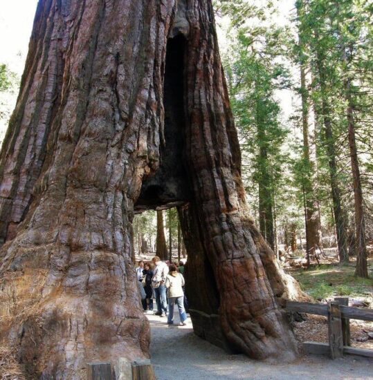 Secuoyas gigantes en Mariposa Grove en Yosemite en California