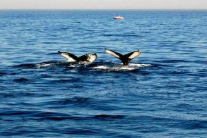 Avistamiento de ballenas en Cape Ann en Gloucester