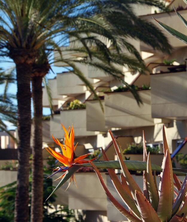 Jardines del Hotel Barceló Corralejo Bay en Fuerteventura