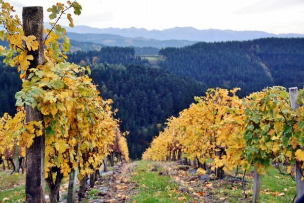Paisaje de viñedos en Urdaibai en Euskadi