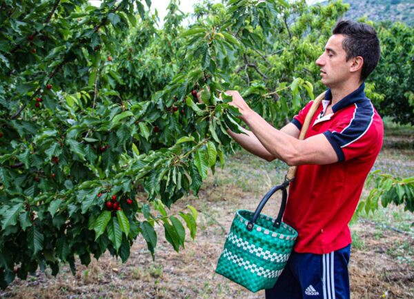 Victor recolectando cerezas en el Valle del Jerte