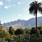 Palmeral en el oasis de Arteara en Gran Canaria