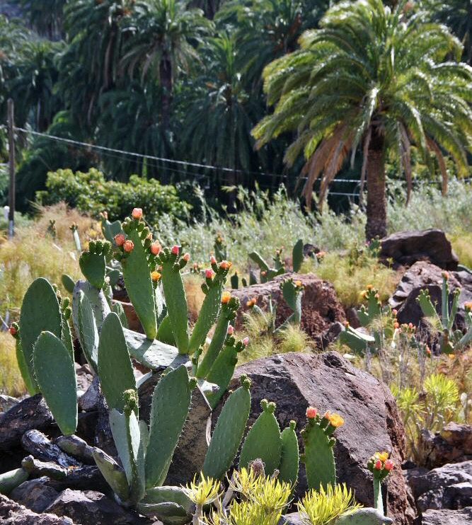 Chumberas en palmeral del oasis de Arteara en Gran Canaria