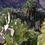 Palmeral en el oasis de Arteara en Gran Canaria