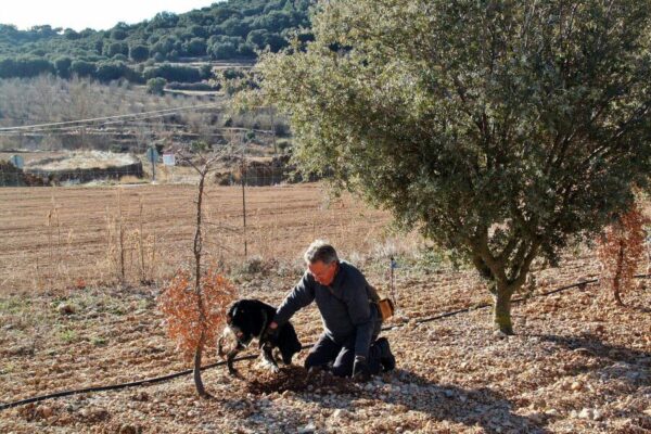 Búsqueda de trufas negras con perro en el Alto Maestrazgo de Castellón