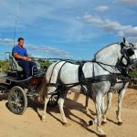 Paseo en carruaje de caballos por los viñedos de Finca La Estacada
