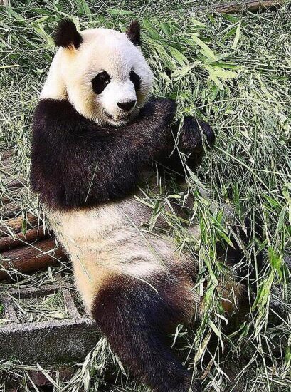 Osos panda gigantes cerca de Chengdu en China