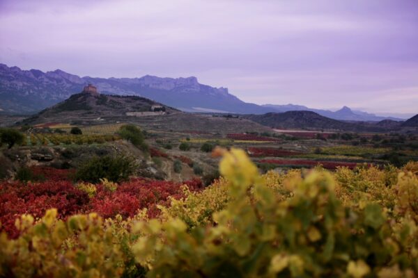 Paisajes otoñales en los viñedos de Bodega Vivanco @Foto: Vivanco