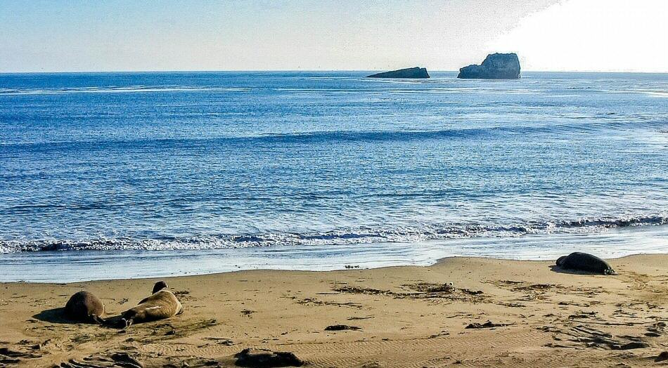 Leones marinos en la playa de Piedras Blancas en California