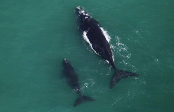 Ballenas desde la avioneta en Walker Bay en Sudáfrica @Foto: Jeremy Brown
