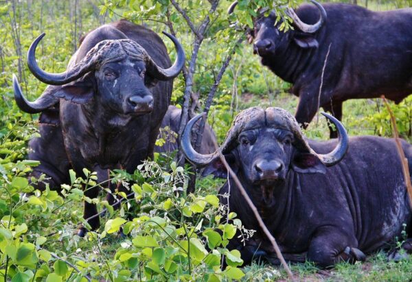 Búfalos africanos en el safari en el parque Kruger en Sudáfrica