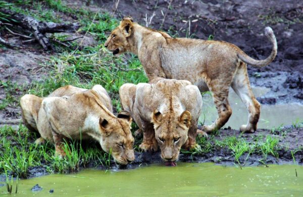 Leonas en el safari en el parque Kruger en Sudáfrica