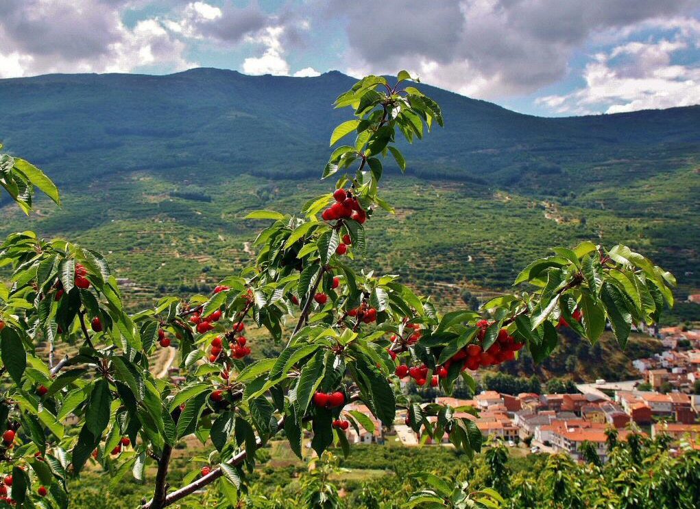 Cerezos con fruto en la ruta de senderismo de la Garganta de las Nogaledas