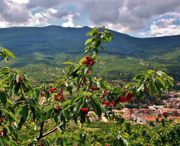 Cerezos con fruto en la ruta de senderismo de la Garganta de las Nogaledas