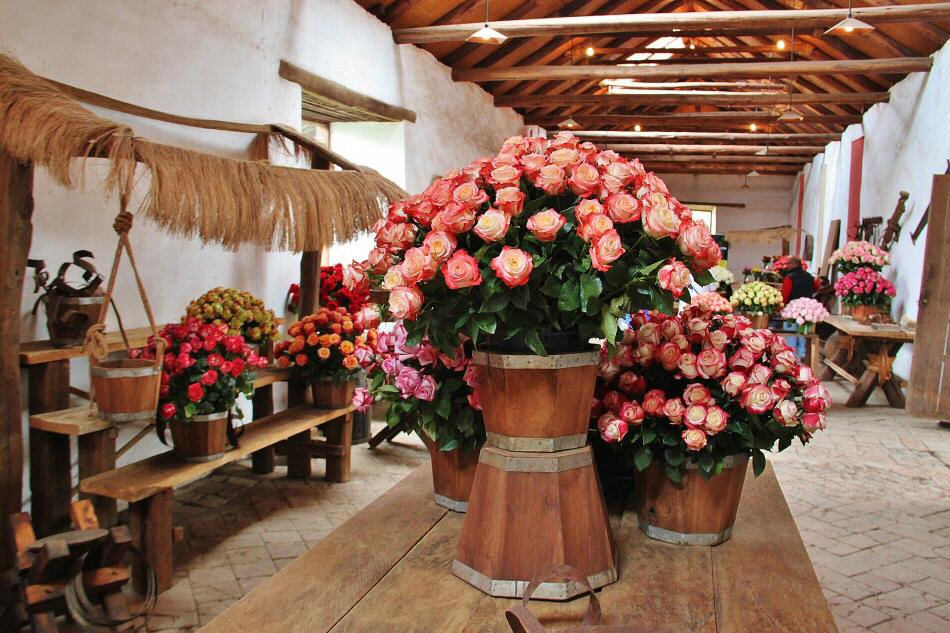 Exposición de rosas en Hacienda Compañía de Jesús cerca de Quito