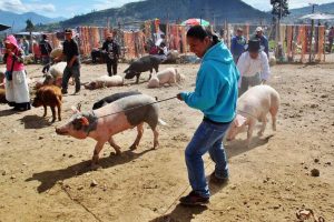 Mercado de animales de Otavalo cerca de Quito en Ecuador