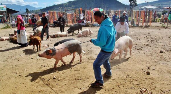 Mercado de animales de Otavalo cerca de Quito en Ecuador
