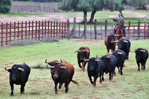 Visita de la ganadería de toros bravos Jandilla en Cádiz