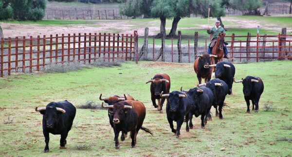 Visita de la ganadería de toros bravos Jandilla en Cádiz
