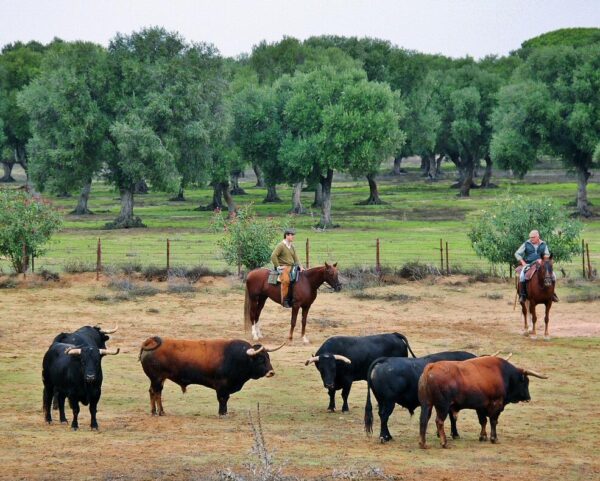 Ganadería de toros bravos Jandilla en Vejer de la Frontera en Cádiz