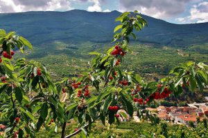 Paisaje de cerezos con cerezas en el Valle del Jerte