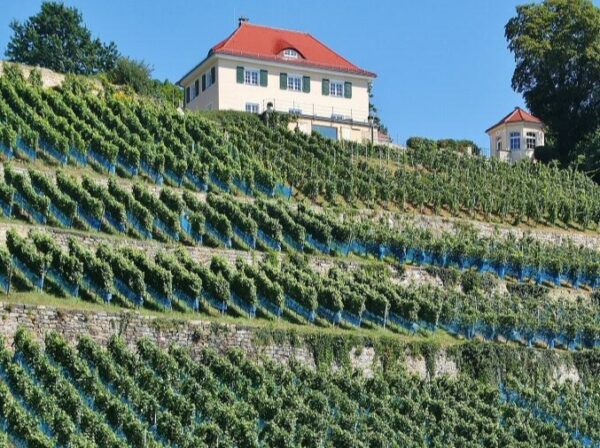Zona vinícola a orillas del río Elba cerca de Dresde