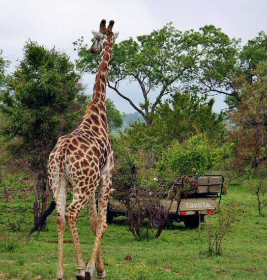 Safari en el parque Kruger en Sudáfrica