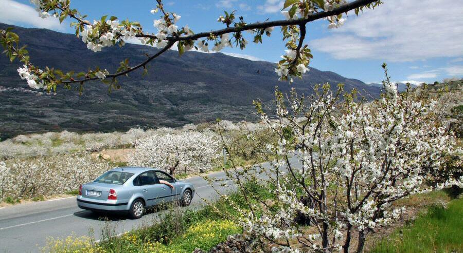 Dónde ver Cerezos en Flor: mejor ruta en coche por el Valle del Jerte