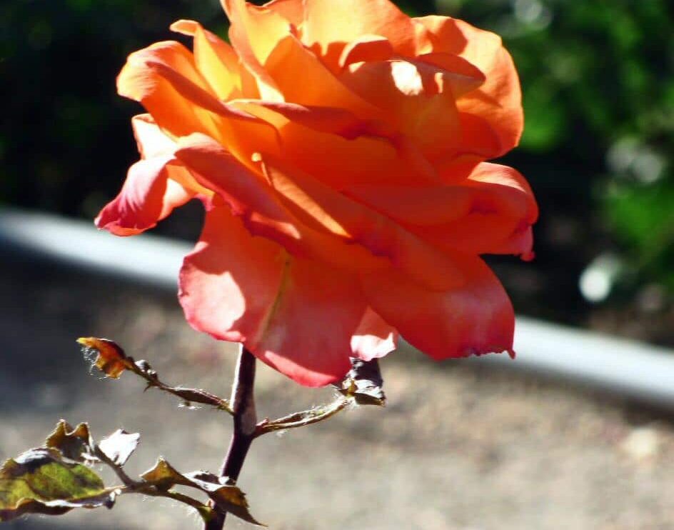 Rosas en los jardines de la Rosaleda en el Parque del Oeste de Madrid