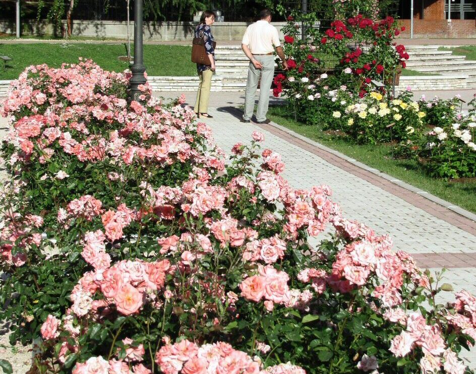 Rosas en los jardines de la Rosaleda en el Parque del Oeste de Madrid