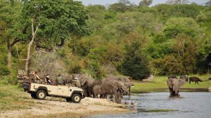 Elefantes en el safari en el parque Kruger en Sudfrica