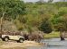 Elefantes en el safari en el parque Kruger en Sudáfrica