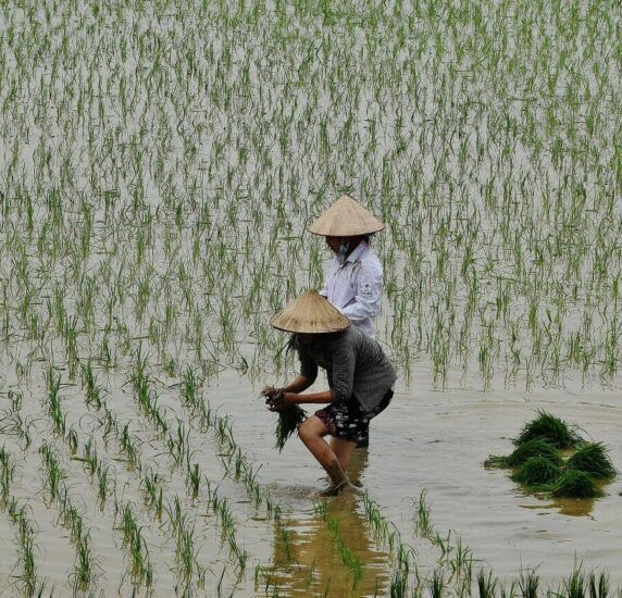 Arrozales en Vietnam