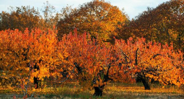 Coloridos cerezos en los paisajes de otoño del Valle del Jerte