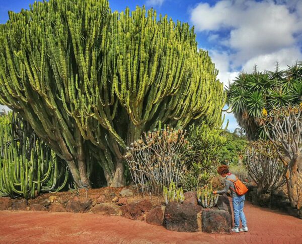 Jardín Canario en Las Palmas de Gran Canaria