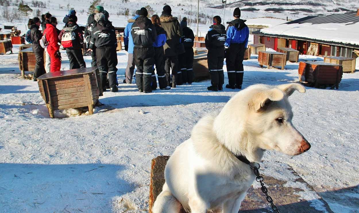 Tour en trineo de perros en Tromso al norte de Noruega
