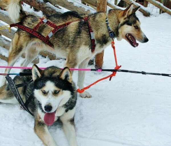 Trineo de perros huskys en Santa Claus Village en Rovaniemi